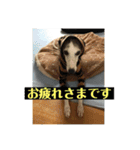 ウィペットLEON ＆DINO（個別スタンプ：19）