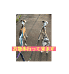 ウィペットLEON ＆DINO（個別スタンプ：21）