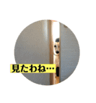 ウィペットLEON ＆DINO（個別スタンプ：22）