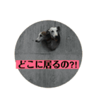 ウィペットLEON ＆DINO（個別スタンプ：24）
