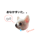 チワワのみるく君（個別スタンプ：8）