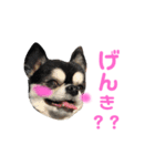 チワラブの日常。（個別スタンプ：1）