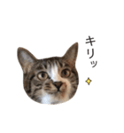 ねこのこたろうと時々いぬのスタンプ（個別スタンプ：5）