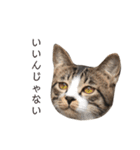 ねこのこたろうと時々いぬのスタンプ（個別スタンプ：8）