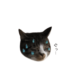 ねこのこたろうと時々いぬのスタンプ（個別スタンプ：13）
