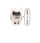 ねこのこたろうと時々いぬのスタンプ（個別スタンプ：16）