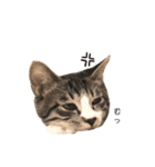 ねこのこたろうと時々いぬのスタンプ（個別スタンプ：32）