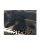 ヤバイ猫ぷぷちゃん（個別スタンプ：6）