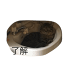 ヤバイ猫ぷぷちゃん（個別スタンプ：7）