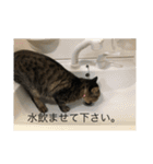 ヤバイ猫ぷぷちゃん（個別スタンプ：19）