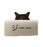 ヤバイ猫ぷぷちゃん（個別スタンプ：34）