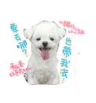 私の愛するもの cute dog（個別スタンプ：4）