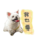 私の愛するもの cute dog（個別スタンプ：5）
