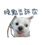 私の愛するもの cute dog（個別スタンプ：7）