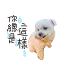 私の愛するもの cute dog（個別スタンプ：10）