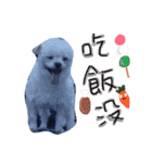 私の愛するもの cute dog（個別スタンプ：11）