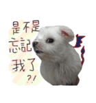 私の愛するもの cute dog（個別スタンプ：12）