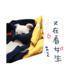私の愛するもの cute dog（個別スタンプ：13）