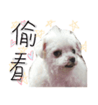 私の愛するもの cute dog（個別スタンプ：14）