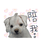 私の愛するもの cute dog（個別スタンプ：15）
