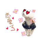 私の愛するもの cute dog（個別スタンプ：17）