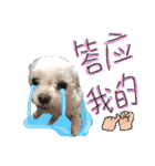 私の愛するもの cute dog（個別スタンプ：19）