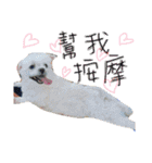 私の愛するもの cute dog（個別スタンプ：20）