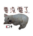 私の愛するもの cute dog（個別スタンプ：21）