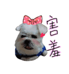 私の愛するもの cute dog（個別スタンプ：22）