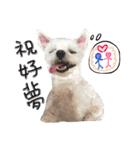 私の愛するもの cute dog（個別スタンプ：24）
