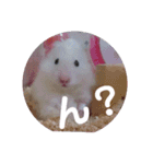 ハムスターのおしゃべり（仕事編）（個別スタンプ：3）