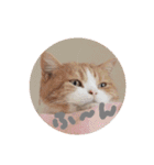 みかんこ2（個別スタンプ：4）