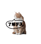 みかんこ2（個別スタンプ：6）