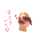 たれうさぎ もち ④（個別スタンプ：1）