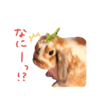 たれうさぎ もち ④（個別スタンプ：3）