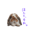 たれうさぎ もち ④（個別スタンプ：4）
