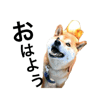陸のすたんぷ NEO（個別スタンプ：1）