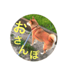 陸のすたんぷ NEO（個別スタンプ：17）