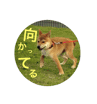 陸のすたんぷ NEO（個別スタンプ：19）