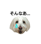 犬の空(くう)（個別スタンプ：1）