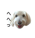 犬の空(くう)（個別スタンプ：2）
