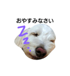犬の空(くう)（個別スタンプ：3）