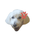 犬の空(くう)（個別スタンプ：4）
