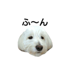犬の空(くう)（個別スタンプ：5）