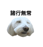 犬の空(くう)（個別スタンプ：6）
