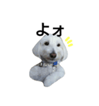 犬の空(くう)（個別スタンプ：7）