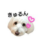 犬の空(くう)（個別スタンプ：8）