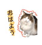 トロロ+おまけ（個別スタンプ：1）