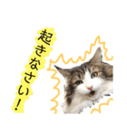 トロロ+おまけ（個別スタンプ：2）