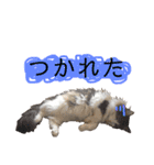 トロロ+おまけ（個別スタンプ：4）